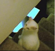 lilli.jpg