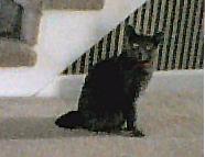 mycat.jpg