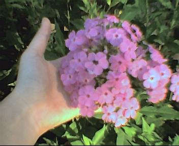 purpleflowers.jpg